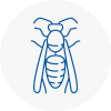 Victoria Wasp Nest Removal